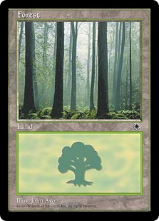 Forêt brumeuse