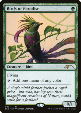 Ornithological Studies