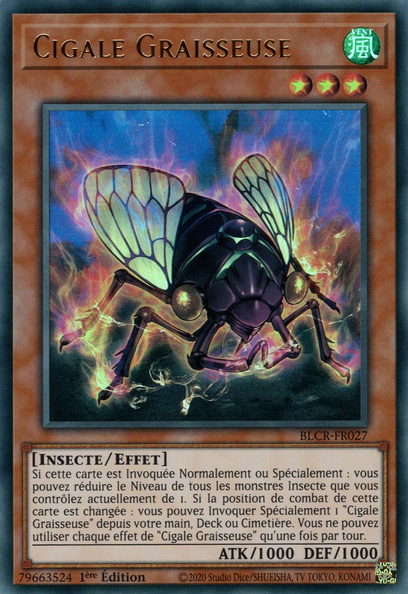 Oily Cicada