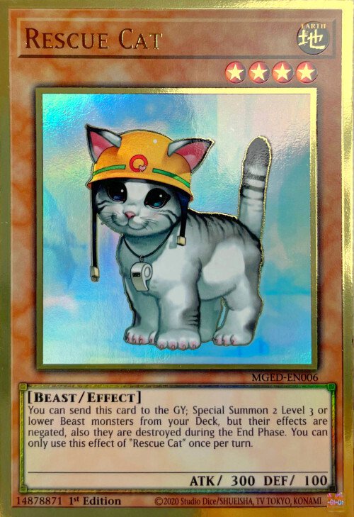 Rescue Cat