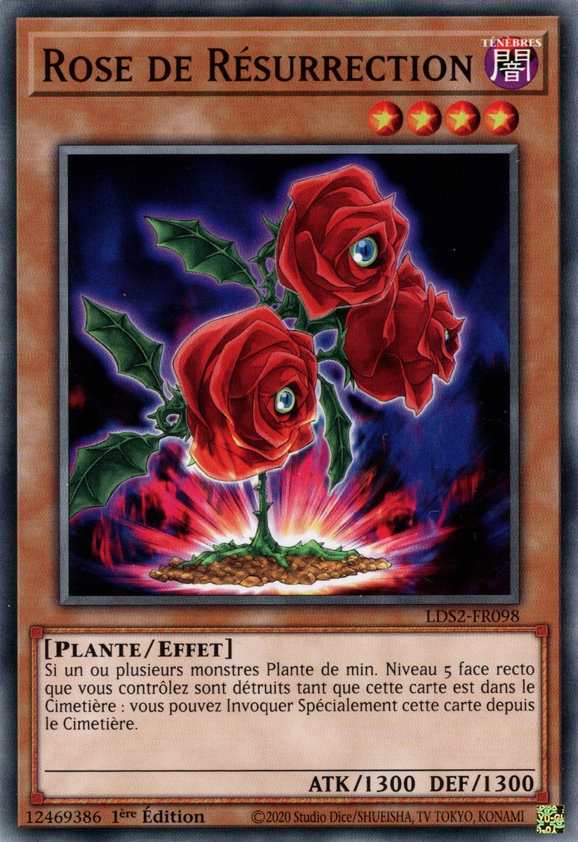 Revival Rose