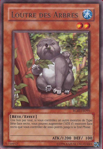 Loutre des Arbres