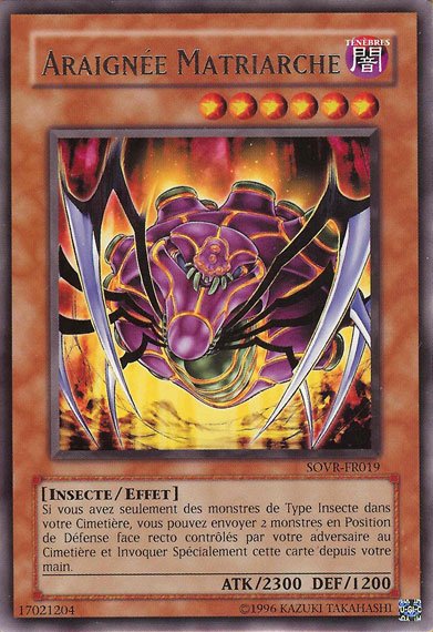 Araignée Matriarche