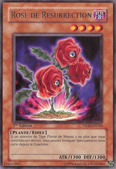 Rose de Résurrection