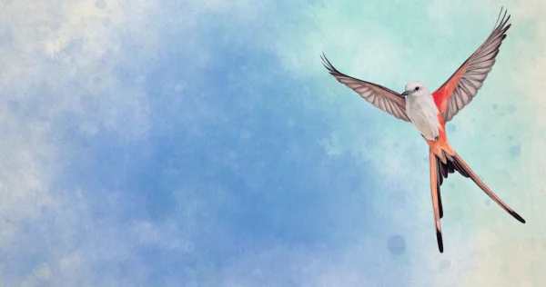 Wingspan